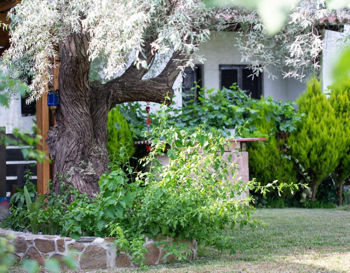 Villa Menie - Golden Fig Sykia Lodge Paralia Sikias Eksteriør bilde